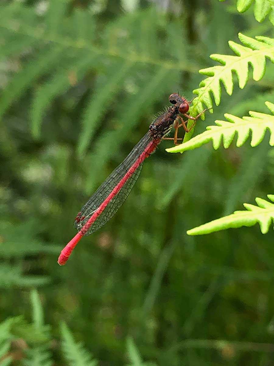 Ceriagrion_tenellum
